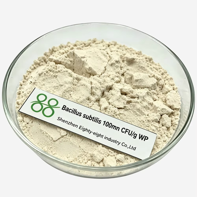 Bacillus subtilis 100mn CFU/g WP Beneficial Bacterial Biopesticide Wettable Powder, Organic Bio-fungicide for Soil-borne Disease Root Rot Control, Factory OEM Custom Packaging